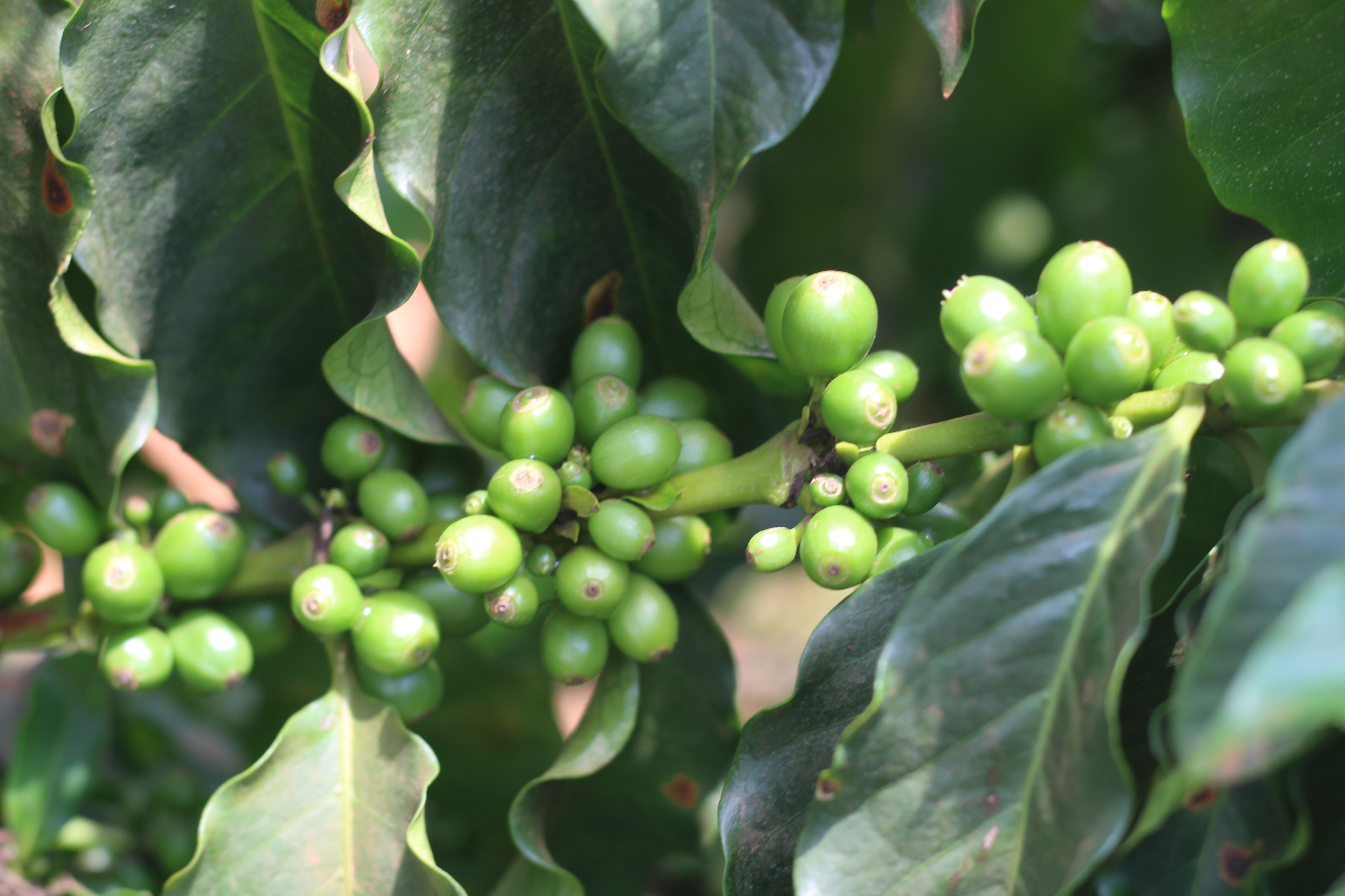 Reta final da colheita de café confirma quebra de safra em torno de 20%; entenda