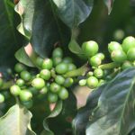 Reta final da colheita de café confirma quebra de safra em torno de 20%; entenda
