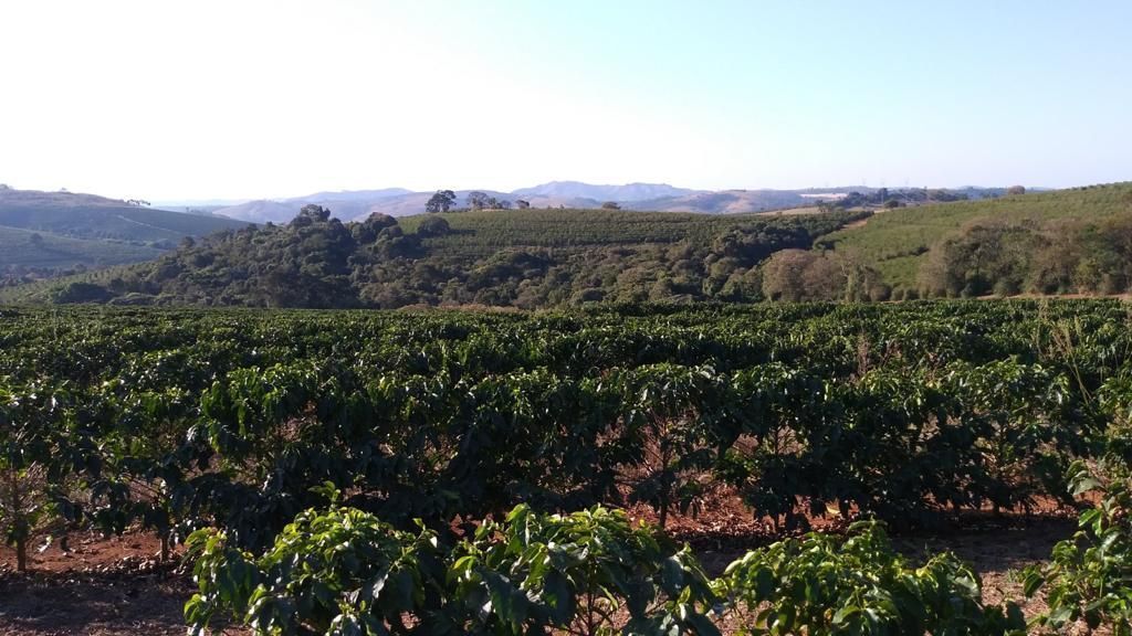 Sementes de café já são vendidas pela EPAMIG