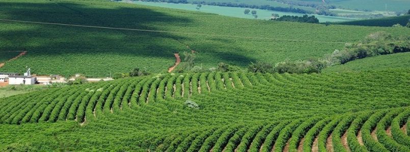 Setor agropecuário teve um crescimento de 8,8% na comparação com o segundo trimestre do ano