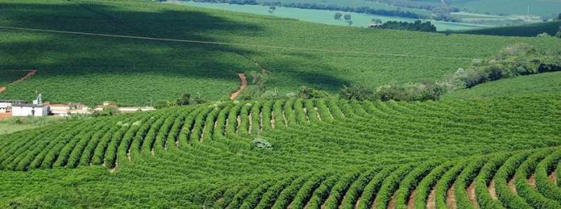 Setor agropecuário teve um crescimento de 8,8% na comparação com o segundo trimestre do ano