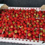 Homens vendem uma caixa de morango por R$ 4,4 mil e são presos em Vitória