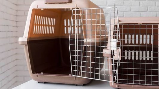 Os animais foram encontrados já mortos nas caixas de transporte, no interior do carro