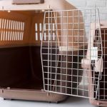 Polícia Civil investiga morte de cães esquecidos dentro de carro 