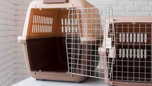 Os animais foram encontrados já mortos nas caixas de transporte, no interior do carro