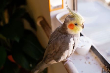 Boas práticas no transporte de calopsitas contribui não apenas para a segurança da ave, mas também para a tranquilidade do tutor