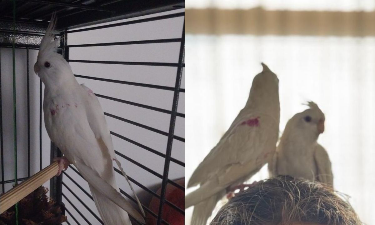 Calopsita desaparece na Savassi, em BH, e família lança campanha para encontrar pássaro