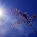 Onda de Calor? Cidade de Minas registra 40,6°C, temperatura mais elevada do Brasil