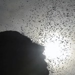 Em março, planeta registrou as temperaturas mais altas de todos os tempos