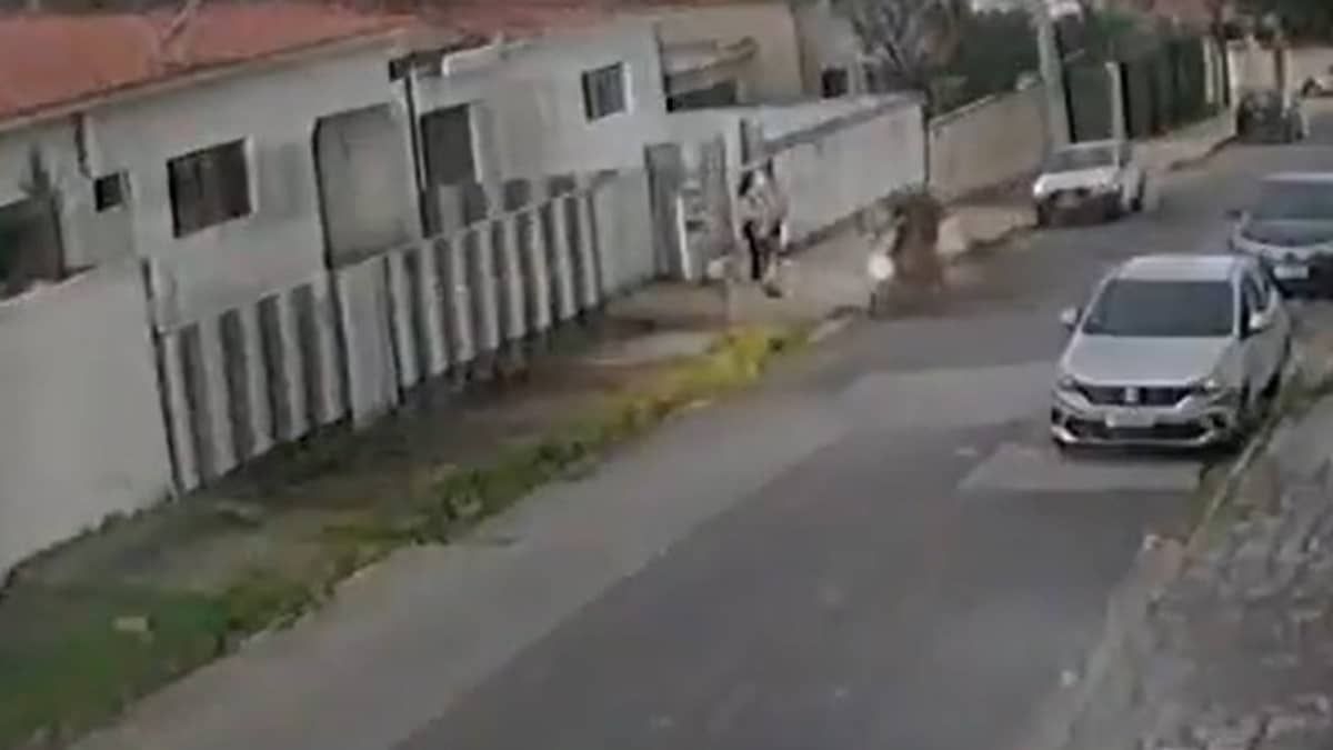 Vídeo: cachorro morde ladrão e impede roubo em João Pessoa 