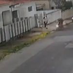 Vídeo: cachorro morde ladrão e impede roubo em João Pessoa 