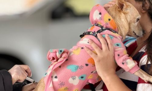 Campanha de Vacinação Antirrábica Foto Karen Alves