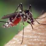 Ministério da Saúde lança nova campanha de combate à dengue, Zika e chikungunya
