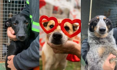 Campanha Me Adota Aí incentiva adoção responsável de cães e gatos em JF
