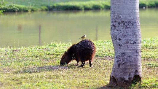 A cidade de Campinas, no interior de São Paulo, informou, na última quarta-feira (2), que mais duas pessoas morreram por febre maculosa – levando o total de mortes a cinco neste ano