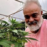 Com autorização judicial, médico planta maconha para produzir remédio para o filho em MG