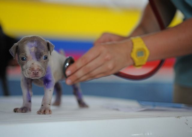 Estudo investiga relação entre câncer em humanos e cães