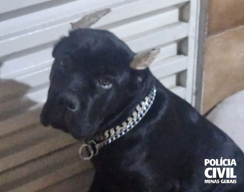 Polícia Civil indicia suspeito por maus-tratos a animais e perturbação do sossego