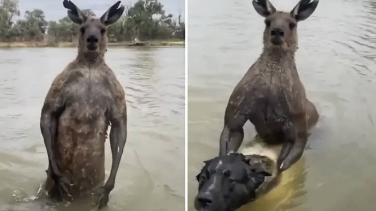 Vídeo: ex-policial troca socos com canguru para salvar cachorro de afogamento