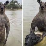 Vídeo: ex-policial troca socos com canguru para salvar cachorro de afogamento