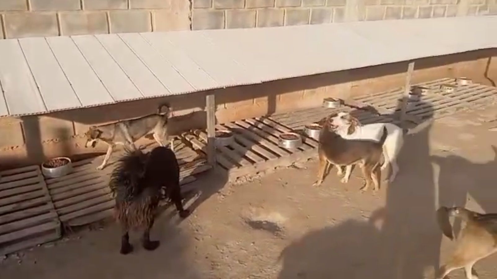 Empresa suspende repasses e deixa quase 50 animais sem recursos, denuncia protetora