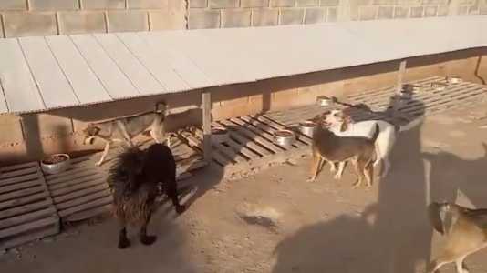 Foto mostra cães em abrigo em Betim, na Grande BH