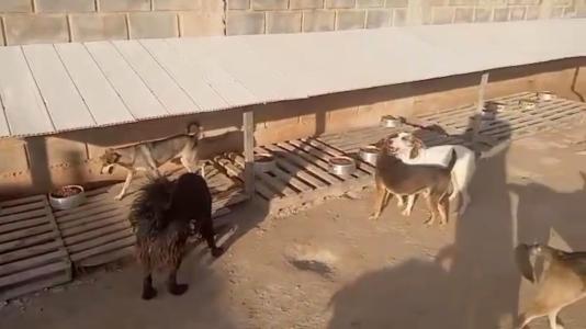 Foto mostra cães em abrigo em Betim, na Grande BH