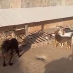 Empresa suspende repasses e deixa quase 50 animais sem recursos, denuncia protetora