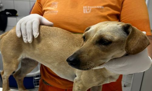 canil castracao animal pet juiz de fora