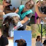 Canil Municipal recebe evento de bem-estar animal em Juiz de Fora