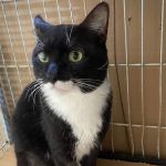 Bahapet recebe evento de adoção responsável de gatos em Juiz de Fora