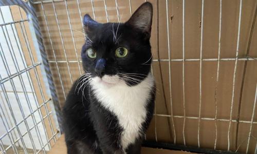 Canil Municipal realiza evento de adoção de gatos no Bahapet em Juiz de Fora
