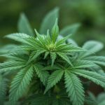 Valdir Barbosa | O cultivo da 'cannabis' deve ser o próximo setor do agronegócio