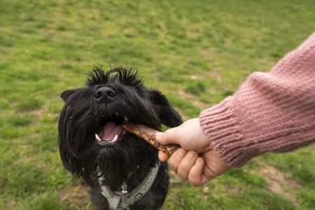 Roer é um ato natural para os cães e traz benefícios como limpeza dental e enriquecimento ambiental