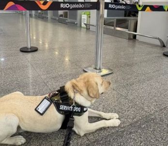 Tedy, cão de uma criança autista, foi impedido de embarcar no aeroporto Galeão, no Rio, que tinha destino a Portugal; voo foi cancelado