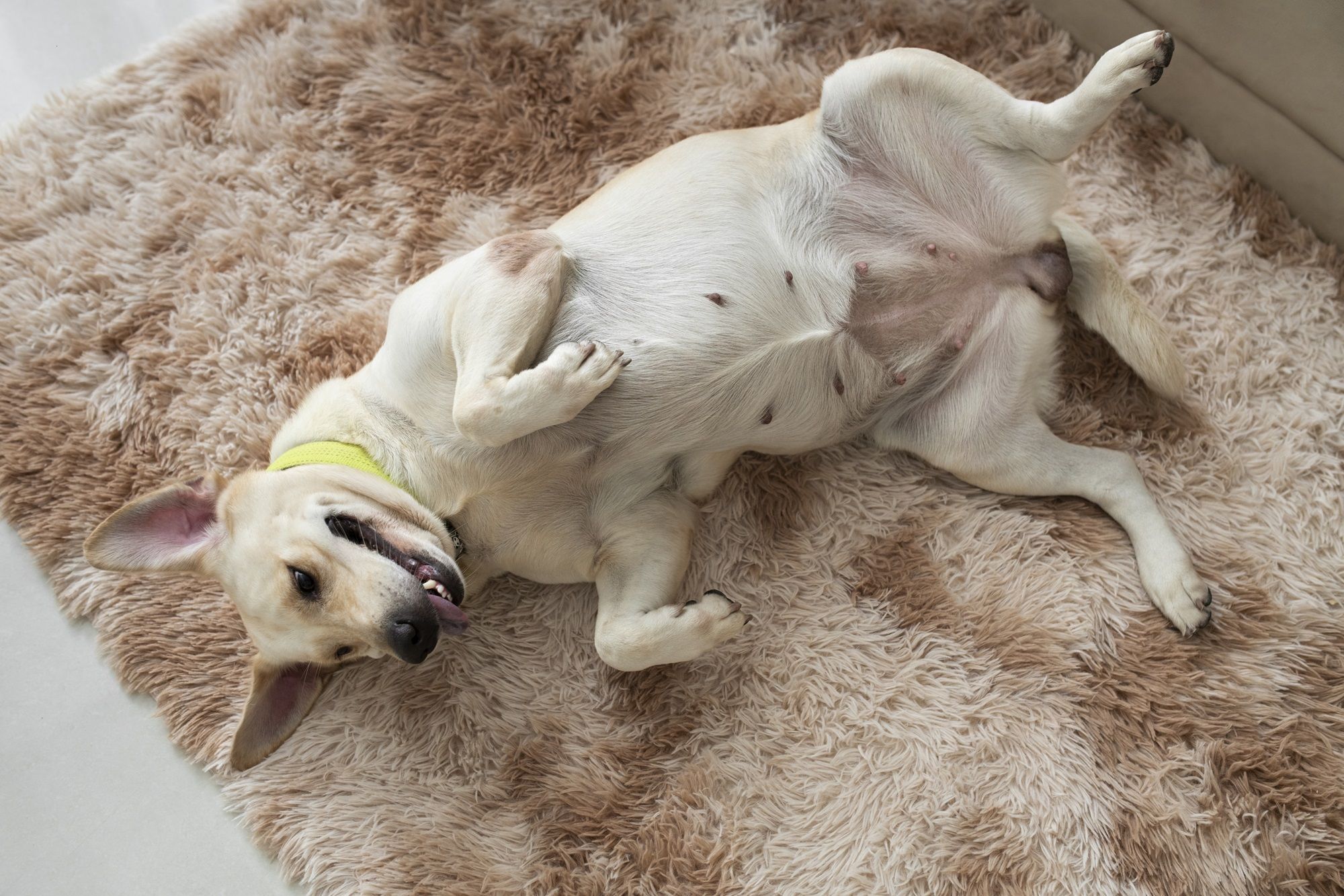 Giárdia canina passa para humanos? Entenda os riscos, sintomas e como prevenir