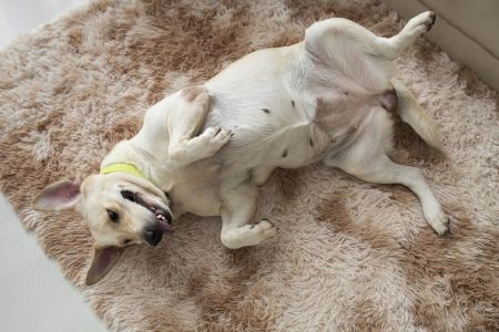 Caso tutor tenha dificuldades para escovar os dentes do pet, pode recorrer a alternativas complementares, mas sempre sob orientação veterinária