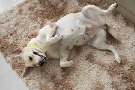 Caso tutor tenha dificuldades para escovar os dentes do pet, pode recorrer a alternativas complementares, mas sempre sob orientação veterinária