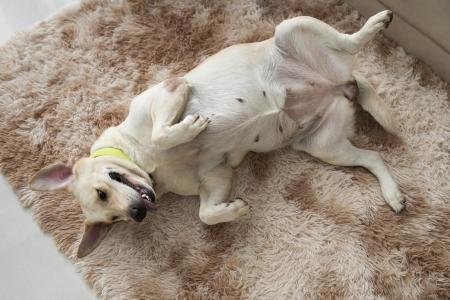Caso tutor tenha dificuldades para escovar os dentes do pet, pode recorrer a alternativas complementares, mas sempre sob orientação veterinária