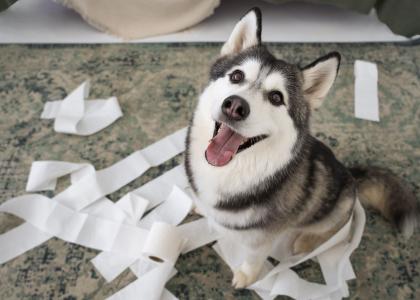 O papel pode até ser um passatempo curioso para o pet, mas a responsabilidade de garantir que isso não traga riscos é sempre do tutor