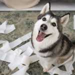 Cachorro comendo papel? Comportamento é mais sério e arriscado do que parece