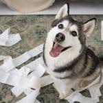 Cachorro comendo papel? Comportamento é mais sério e arriscado do que parece