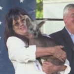 Cão de crista chinês vence concurso nos EUA como 'mais feio do mundo'