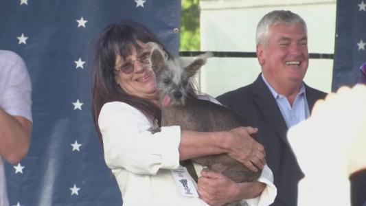 Cão de crista chinês vence concurso nos EUA como "mais feio do mundo".