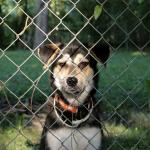Projeto de lei protocolado na Câmara quer proibir o aluguel de cães de guarda em Belo horizonte