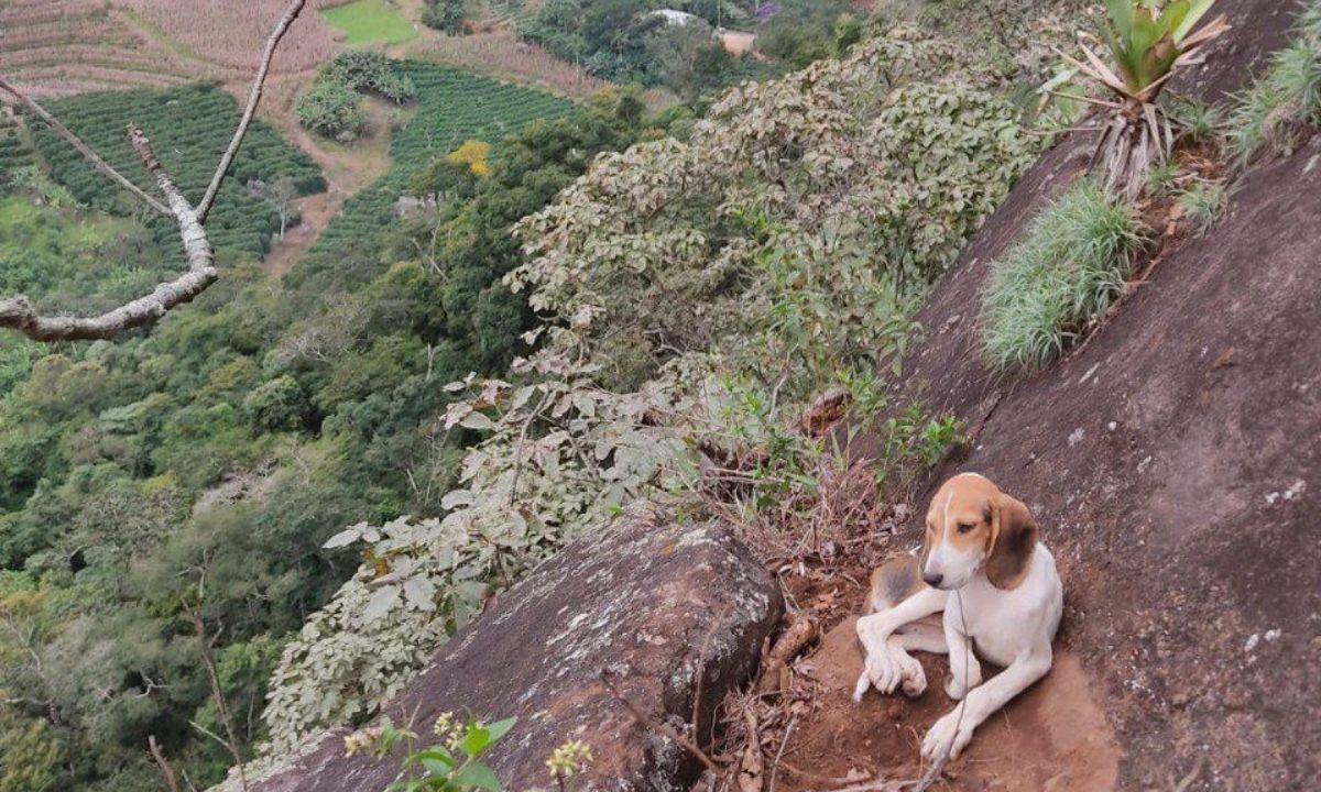 Cãozinho preso em paredão de quase 100m é resgatado de rapel e adotado em MG