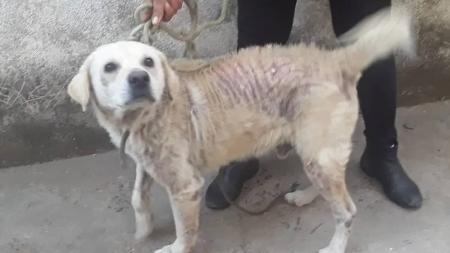 Cão estava preso e com lesões pelo corpo