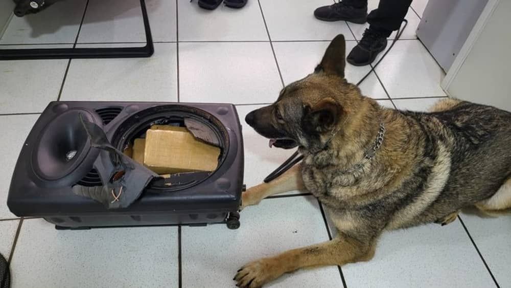 Cão farejador da PF encontra caixa de som 'recheada' com 10 kg de maconha no Paraná