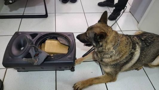 Cão farejador ajudou agentes a encontrarem drogas