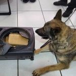Cão farejador da PF encontra caixa de som 'recheada' com 10 kg de maconha no Paraná